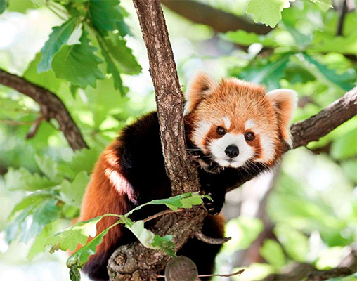 A red panda sitting in a tree in a Yokohama zoo (Adobe RGB)